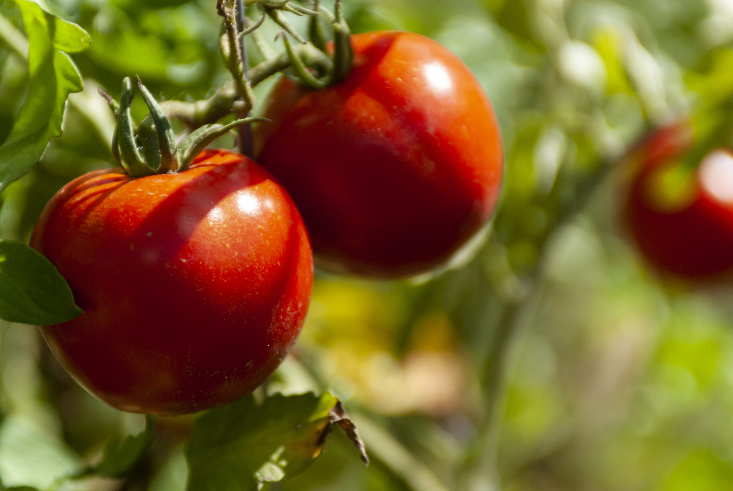 BCS LAB — laboratoire d’analyses agronomiques